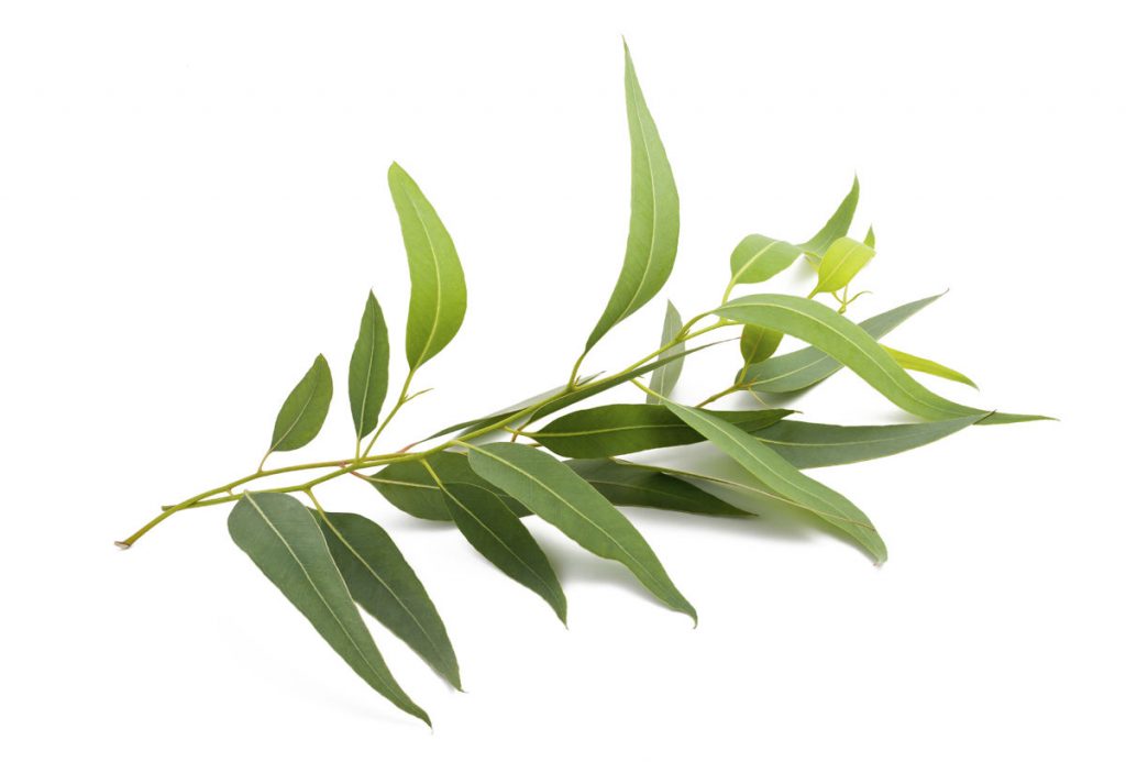 Eucalyptus-branch-eucalipto